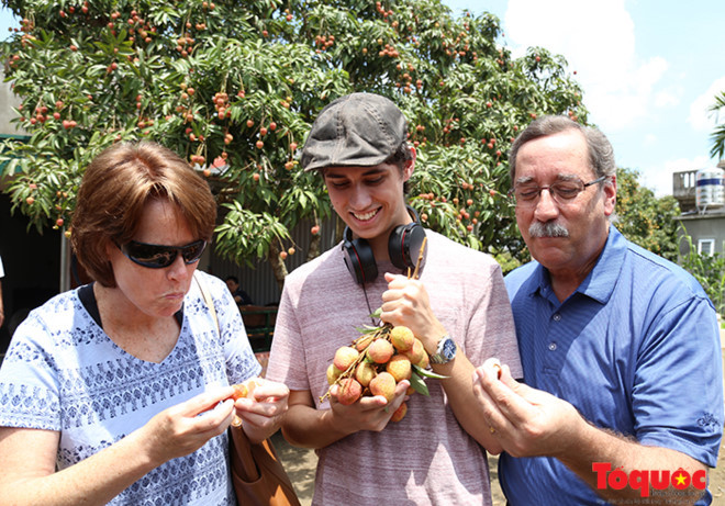 Visitors flock to ancestral lychee tree